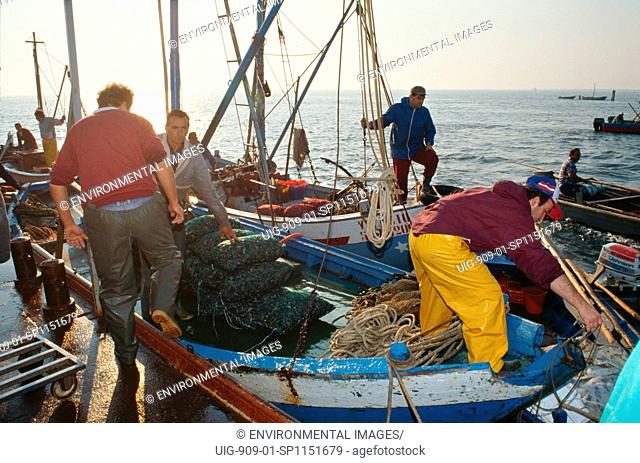 ITALY, Po Delta. Goro, vicinity Ferrara. Harvesting mussels. First introduced in 1986. . An Asiatic species of mussel Tapes semidecussatus has become the main...