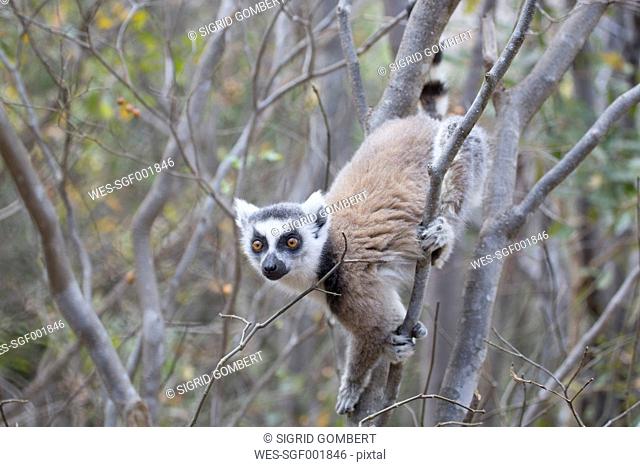 Madagascar, lemur climbing on tree at Anja Reserve
