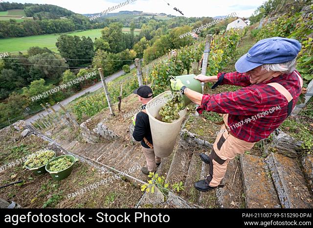 07 October 2021, Baden-Wuerttemberg, Vaihingen an der Enz: A vintner of the Lembergerland Kellerei Rosswag eG fills Riesling grapes into a carrying churn in a...