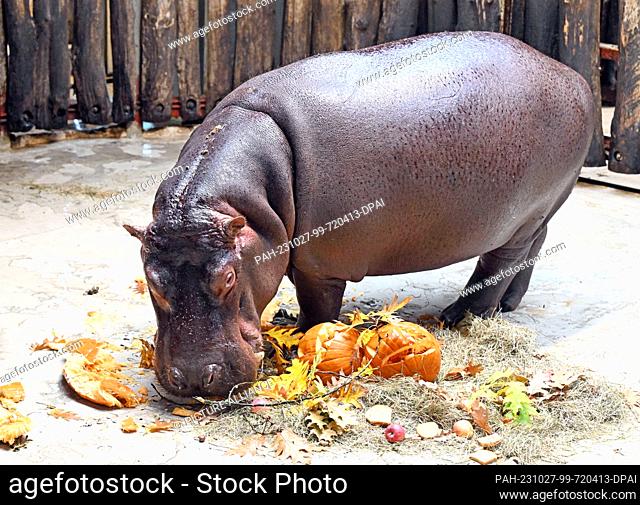 PRODUCTION - 24 October 2023, Baden-Württemberg, Karlsruhe: The almost four-year-old hippopotamus named ""Halloween"" eats Halloween pumpkins at Karlsruhe Zoo