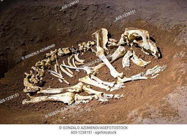 Ekain, Ekainberri Cave  Bones of bear  Zestoa  Cestona  Gipuzkoa  Guipuzcoa  Basque Country  Spain