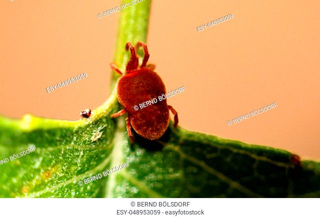 Macro of a red mite on a leaf