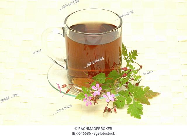 Herb Robert (Geranium robertianum), herbal tea, medicinal tea