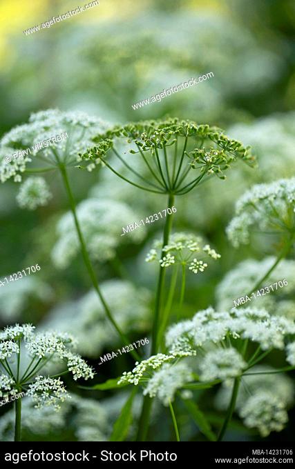 Apiaceae plants (Umbellifers), white flowers, blurred natural background, nature, Finland