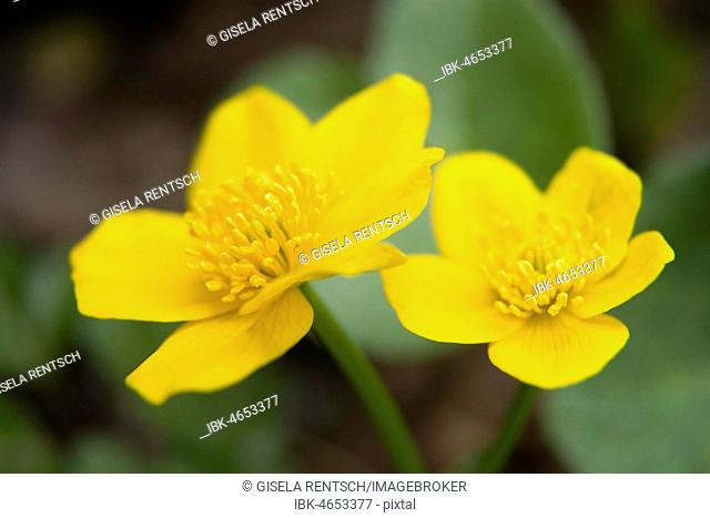 Marsh marigold (Caltha palustris), Germany