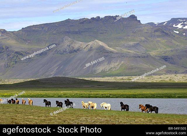 Icelandic ponies, Snäfellsnes Peninsula, Iceland, Icelanders, Icelandic horse, Europe