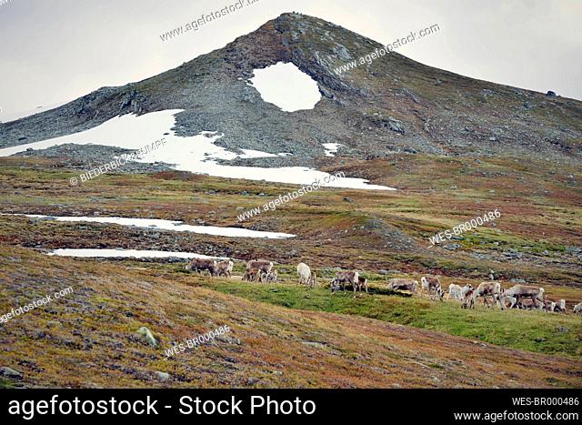 Sweden, Vilhelmina, Reindeers at Stekenjokk plateau