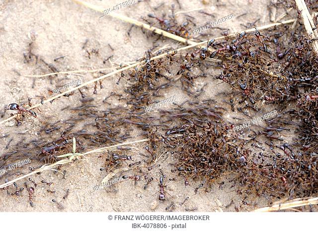 Swarming Safari Ants or Driver Ants (Dorylus), Maasai Mara National Reserve, Kenya