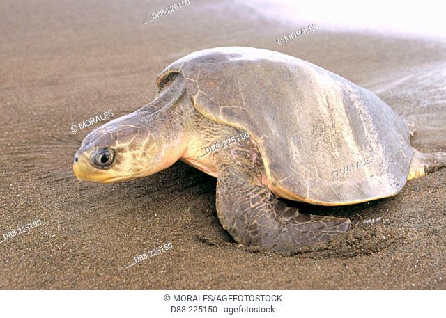 Olive Ridley Sea Turtle (Lepidochelys olivacea)