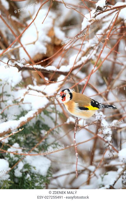 small colored European goldfinch or goldfinch (Carduelis carduelis) in winter garden in snowy day, Europe, Czech Wildlife