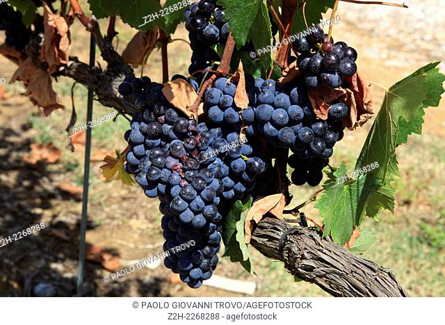 Grapes, Scansano, Grosseto, Tuscany, Italy