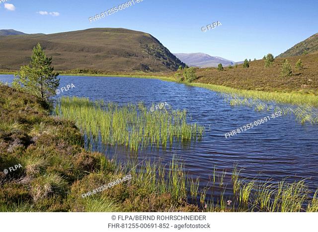 View of freshwater loch and mountains, Glenmore Forest Park, Cairngorms N.P., Highlands, Scotland, July