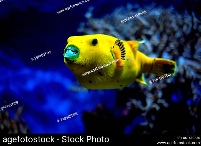 Yellow Arothron meleagris, golden puffer guineafowl puffer fish underwater in Indo-Pacific