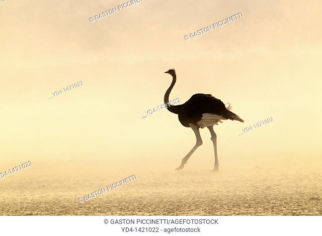 Common Ostrich Struthio camelus, in a sand storm, Kgalagadi Transfrontier Park, Kalahari desert, South Africa