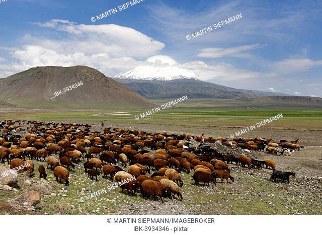 Flock of sheep in front of Mount Ararat, Büyük Agri Dagi, Dogubayazit, Dogubeyazit, Dogubeyazit, Agri province, Agri, Eastern Anatolia Region, Anatolia, Turkey