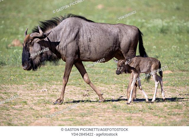 Blue wildebeest (Connochaetes taurinus) - Mother and calf, Kgalagadi Transfrontier Park, Kalahari desert, South Africa/Botswana