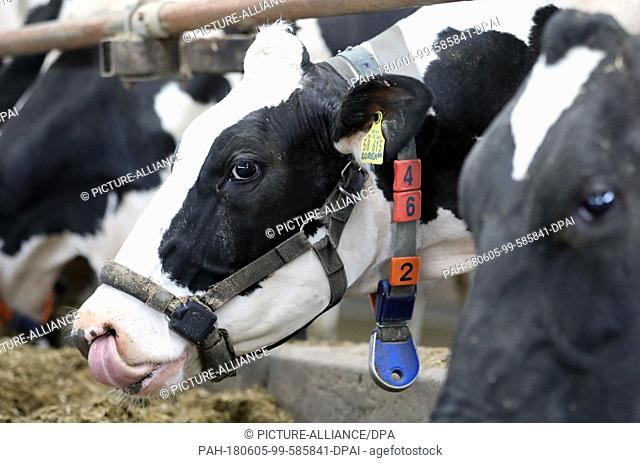 04 June 2018, Germany, Dummerstorf: A dairy cow with a collar and a transponder (blue) is in a barn at Dummerstorf estate