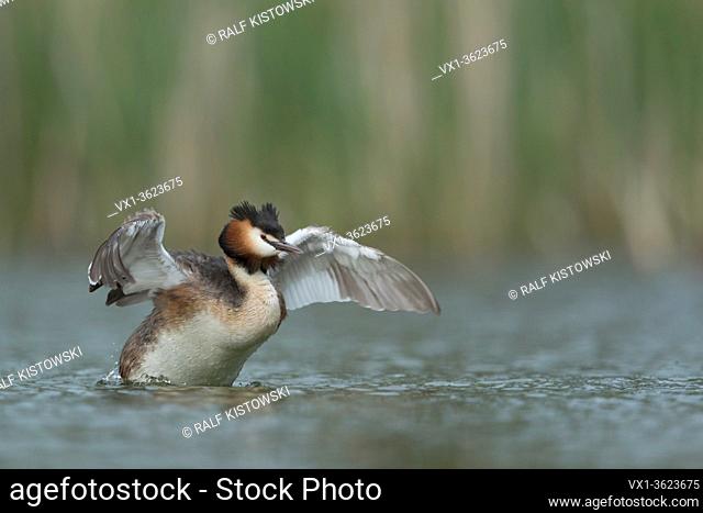 Great Crested Grebe / Haubentaucher ( Podiceps cristatus ) stretching, beating with its wings, cleaning its feathers, in soft light.