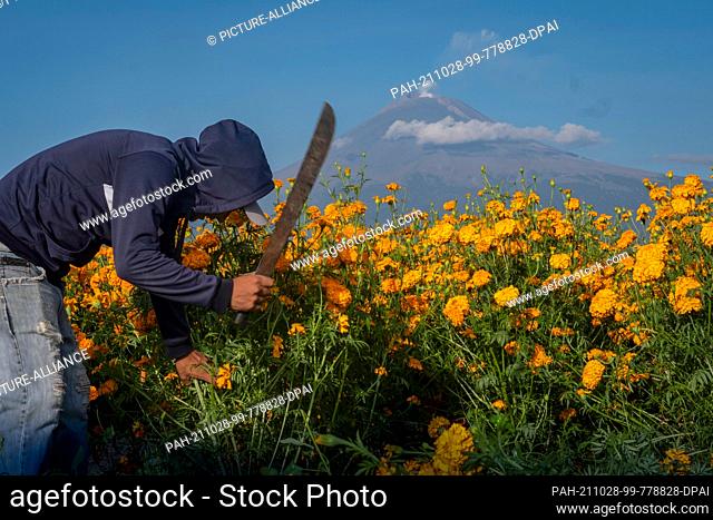 27 October 2021, Mexico, Puebla: A picker works with a machete on a field of Upright Student Flowers in front of the Day of the Dead and the backdrop of the...