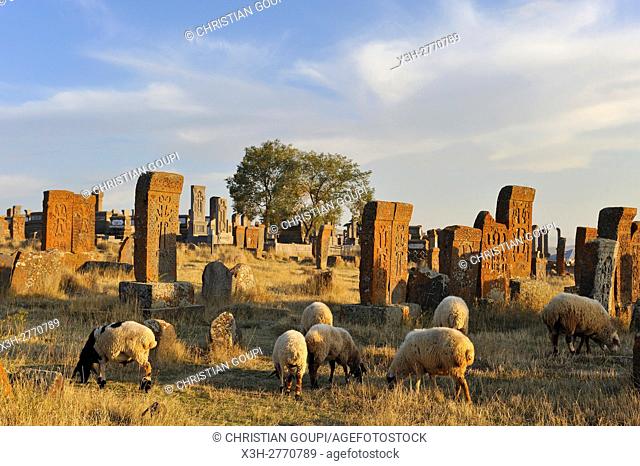 flock of sheep at Noratus cemetery (the largest surviving cemetery with khachkars in Armenia), near Lake Sevan, Gegharkunik region, Armenia, Eurasia