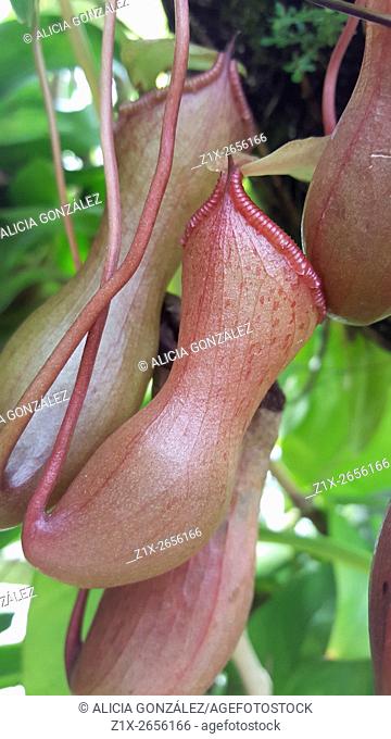 Nepenthes sp, also known as tropical pitcher plants or monkey cups, is a genus of carnivorous plants in the monotypic family Nepenthaceae