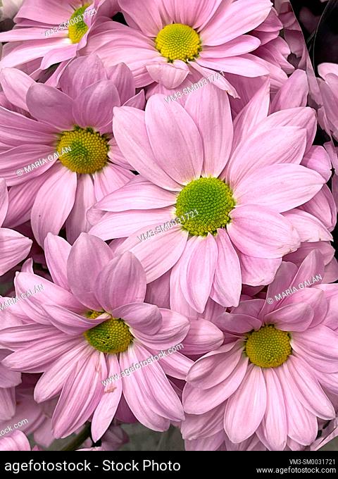 Mauve Daisy flowers