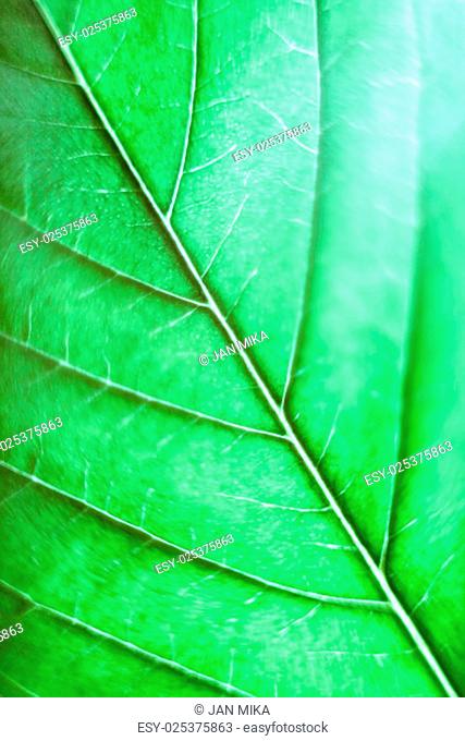 Macro of green Cannabis leaf