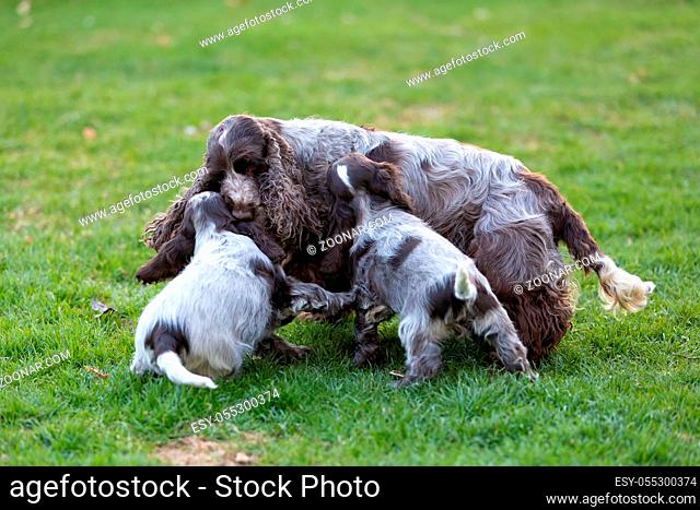 English Cocker Spaniel caring female mother with two playful small puppies, outdoor on garden