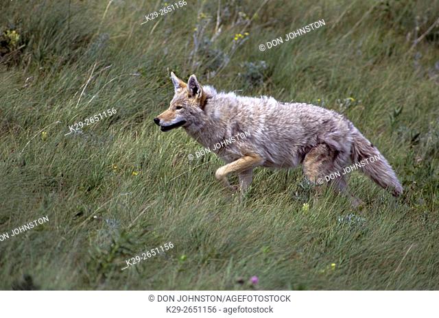 Coyote (Canis latrans) Hunting in foothills grassland, Waterton Lakes National Park, AB, Canada