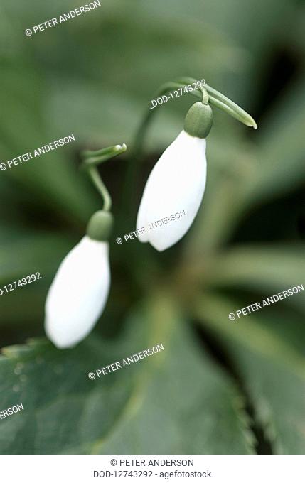 UK, Galanthus nivalis Snowdrop, pair of small white flowers, close-up