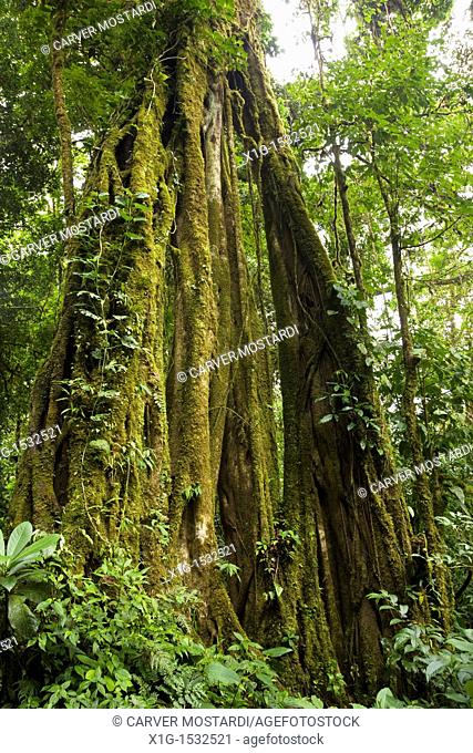 Strangler Fig Ficus aurea growing in the Monteverde Cloud Forest Reserve, Costa Rica