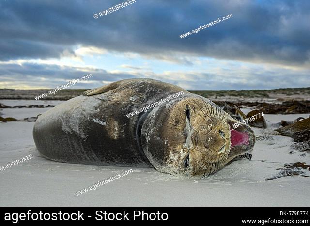 Southern elephant seal (Mirounga leonina), youngster lying on the beach and yawning, Volunteer Point, Falkland Islands, South America
