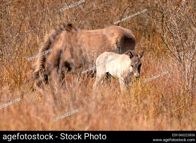 Mare and foal konik horse graze in the golden reeds