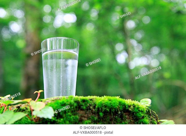 Water glass on tree stump