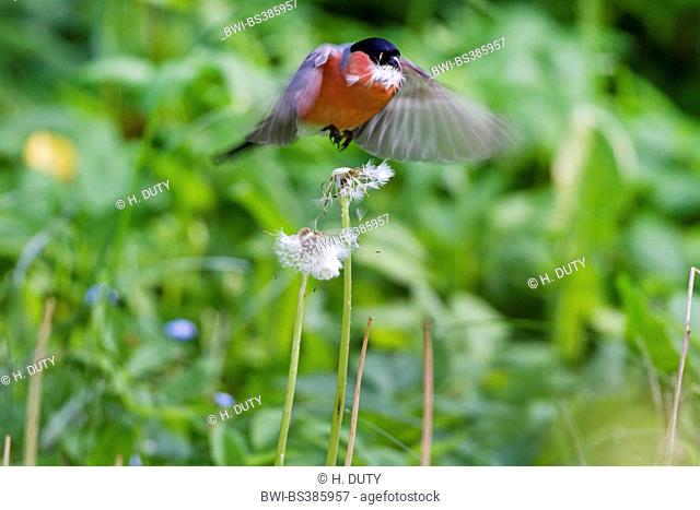 bullfinch, Eurasian bullfinch, northern bullfinch (Pyrrhula pyrrhula), male with seeds of dandelion in its bill, Germany, Mecklenburg-Western Pomerania