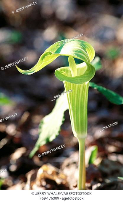 Jack-in-the-Pulpit (Arisaema triphyllum). Great Smoky Mountains NP. Tennessee. USA
