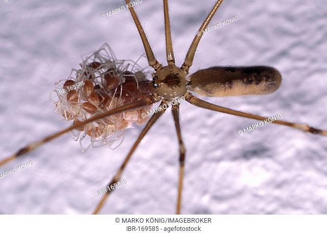 Daddy-Long-Legs Spider (Pholcus phalangioides), female with young spiders