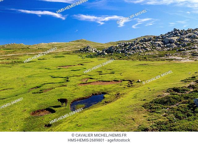 France, Corse du Sud, region of the Alta Rocca, peat bogs of mountain conscript locally pozzines on the plateau of Cuscionu