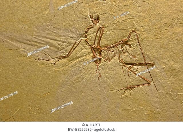Archaeopteryx lithographica (Archaeopteryx lithographica), fossil