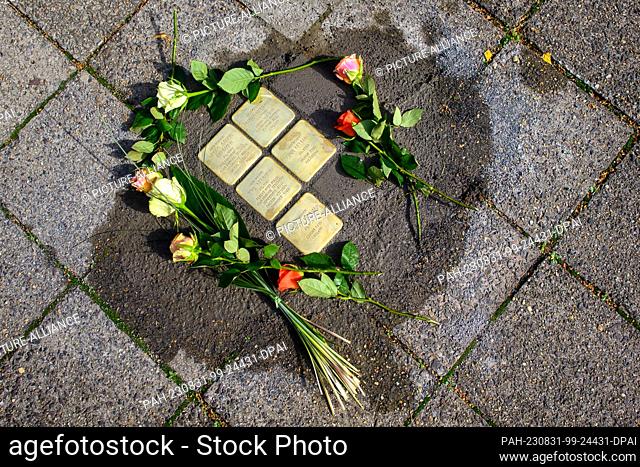 31 August 2023, Saxony-Anhalt, Magdeburg: Roses frame 5 newly laid ""Stolpersteine"". Stolpersteine are memorial stones measuring 10 by 10 centimeters that...