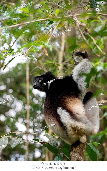 Black and white Lemur Indri (Indri indri), also called the babakoto, hanged on tree. Indri is the largest living lemur. Andasibe - Analamazaotra National Park