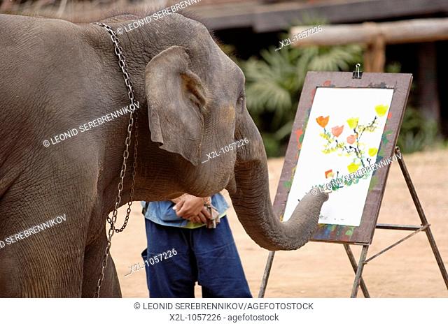 Elephant painting flowers  Maesa Elephant Camp, Chiang Mai, Thailand