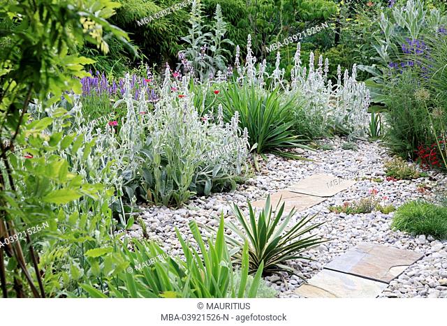 Gravel garden, perennial garden, gravel, shrubs, flowers, garden, plants