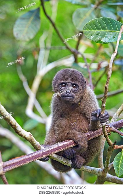 South America, Brazil, Amazonas state, Manaus, Amazon river basin, Brown woolly monkey, Common woolly monkey (Lagothrix lagotricha), young baby