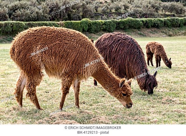 Alpacas (Vicugna pacos) grazing on lush meadow, near Cusco, Peru