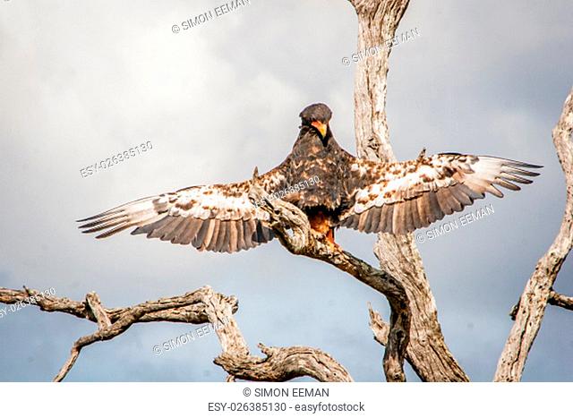 Bateleur eagle stretching his wings in the Kruger National Park, South Africa