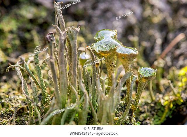 Pixie-cup lichen (Cladonia fimbriata), with dewdrops, Germany, Bavaria, Niederbayern, Lower Bavaria