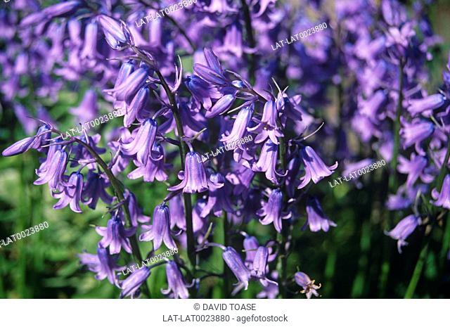 Close-up of mauve bluebell flowers, Liliaceae Endymion Nonscriptus