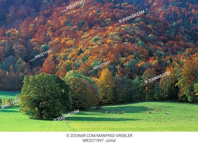 Herbstlicher Bergwald bei Aschau im Chiemgau, Bayerische Alpen, Deutschland / Autumn foliage at Chiemgau mountains in Bavaria, Germany