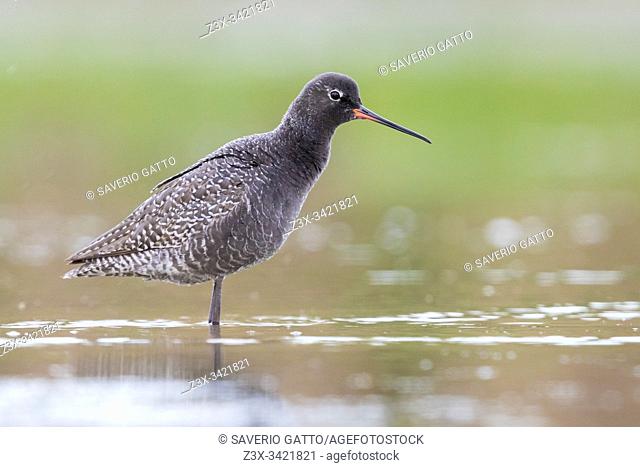 Spotted Redshank (Tringa erythropus), side view of an adult in summer plumage standing in the water, Campania, Italy